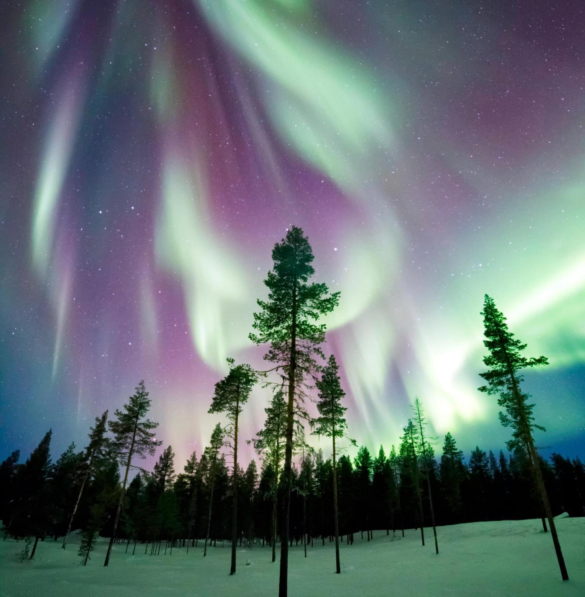Skog Aurora Igloos Villa Kalix Eksteriør bilde