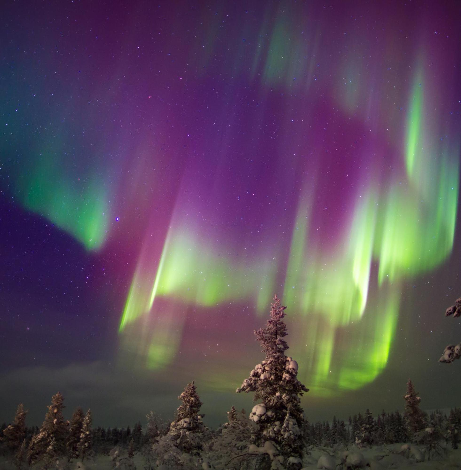 Skog Aurora Igloos Villa Kalix Eksteriør bilde